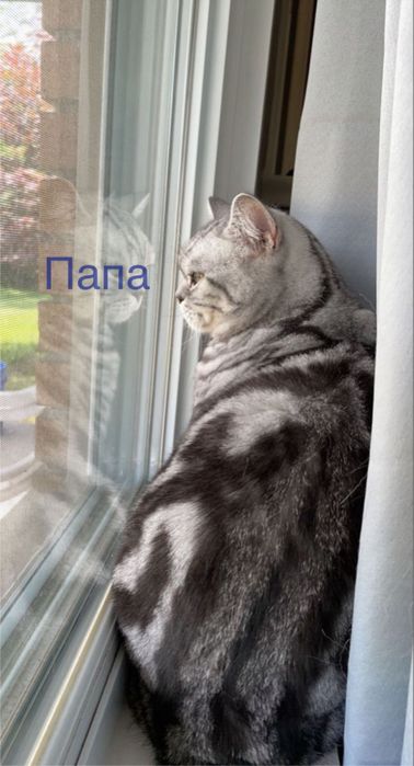 Продаю котят,  шотландцы. Остались две девочки!