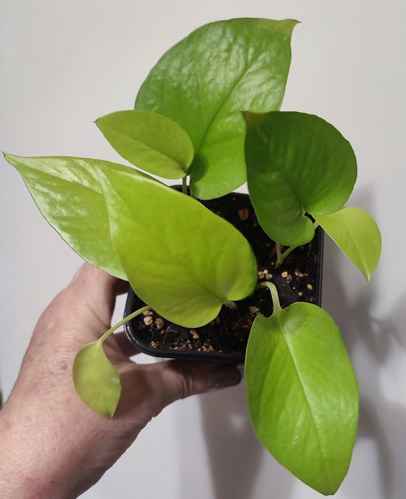 Сциндапсусы и Эпипремнумы