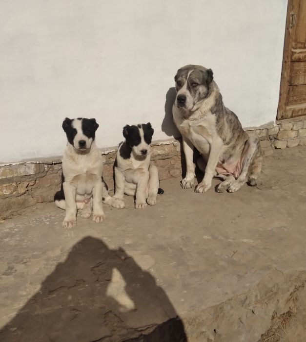 Алобой кучиклари сотилади