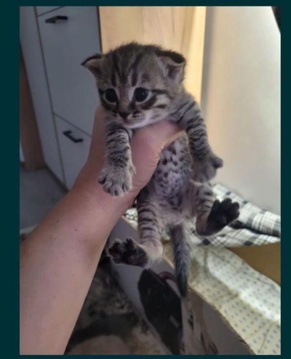 Продам породистых котят