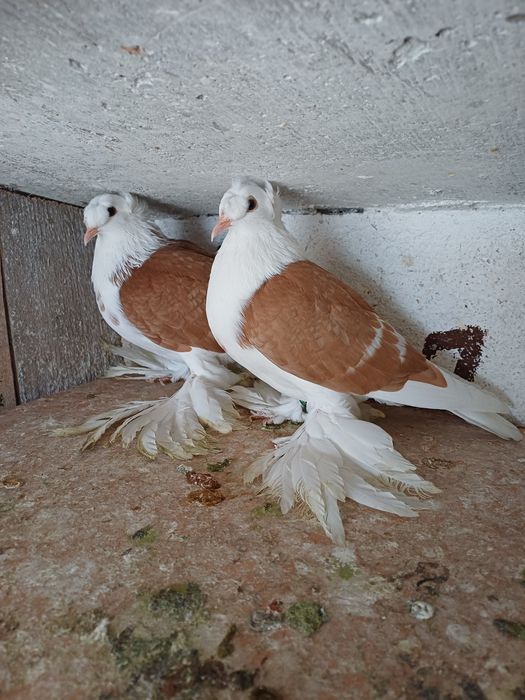 Porumbei rândunele scut