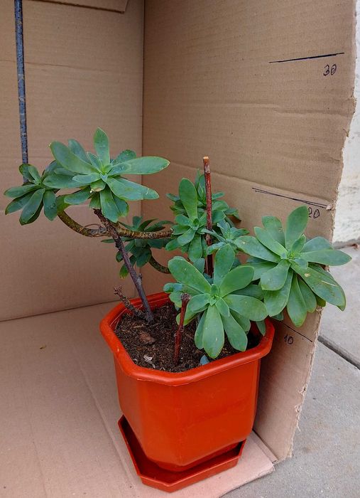 Продавам стайни растения различни видове