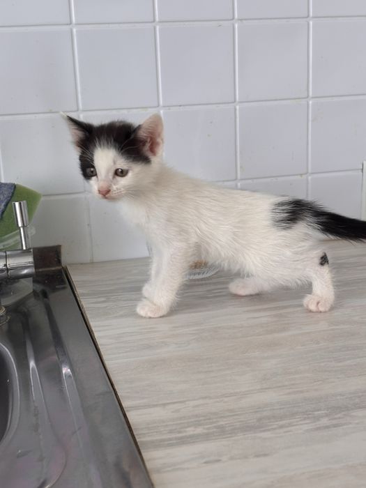 Котятки ищут дом
