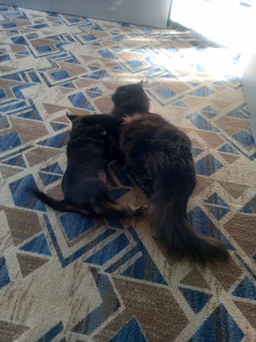 Отдам Щенок девочка.