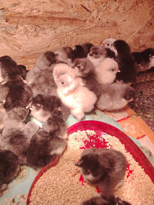 Vând pui de găina Australorp.