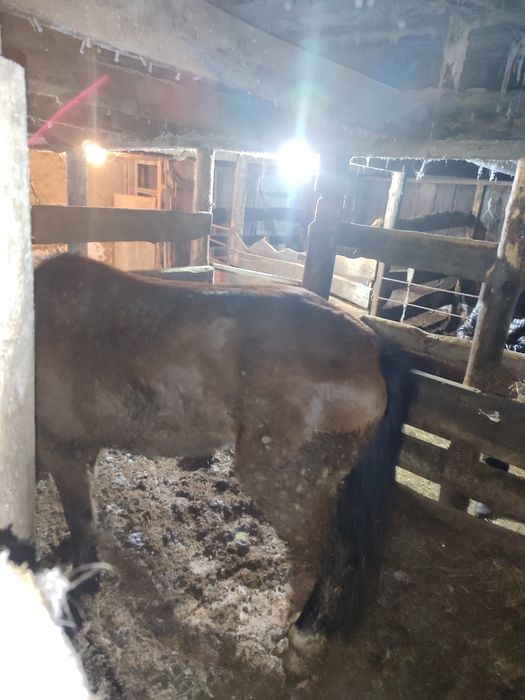 Семіз кунан сатам