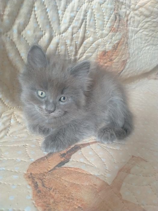 Котята даром отдам