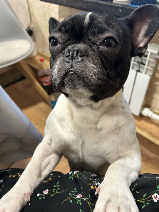 Девочка французкого бульдога ищет мальчика доя вязки