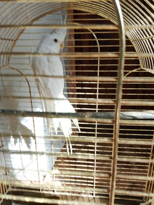 Папугаи .Корела  без .щекий