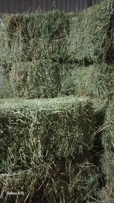 САЛОМА.  Клевер. СЕНО.