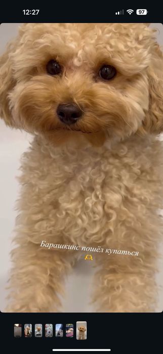 Вязка-той пудель-кобель