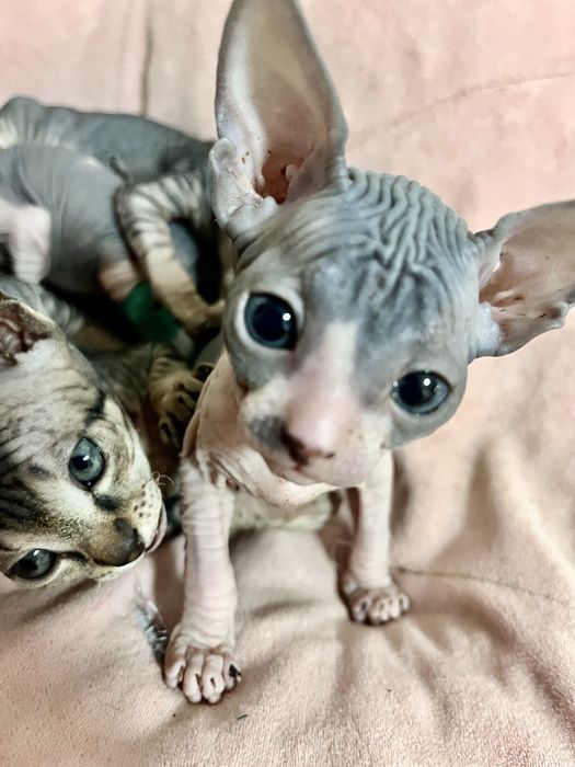 Продаются сфинксы  , девочки