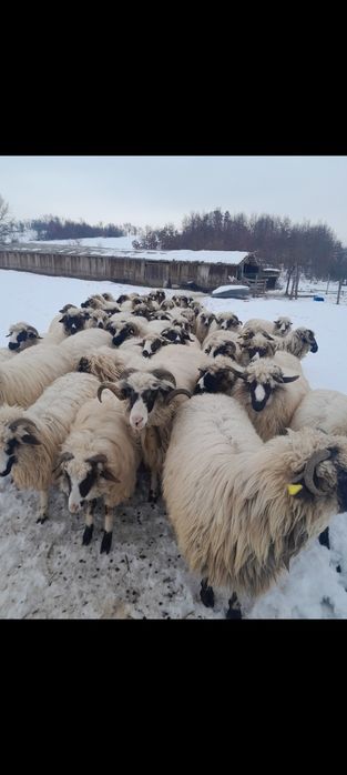 Vind 20 de oi si 5 capre si un berbec  se afla in  zona Fāget Timiss