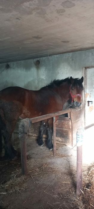 Vand iapa mai multe detali la telefon