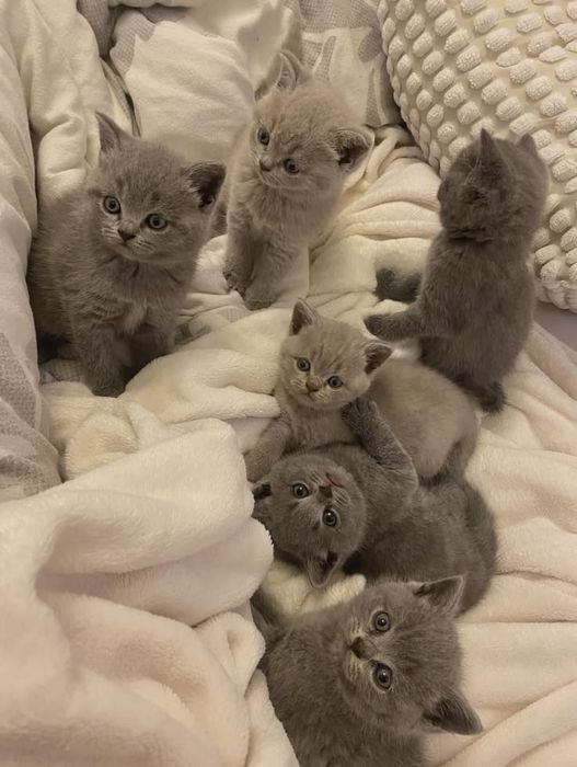 Британские котята