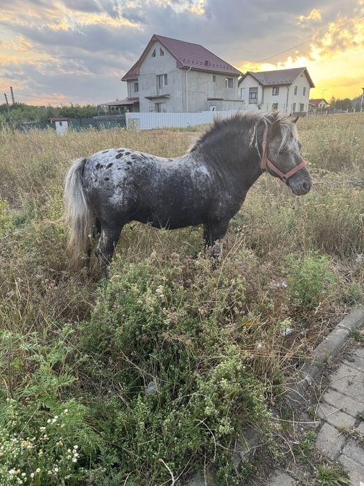 Vând ponei appaloosa mascul de 7 ani !!