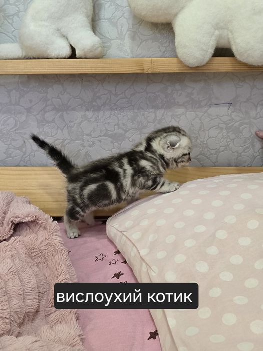 Шотландские котята
