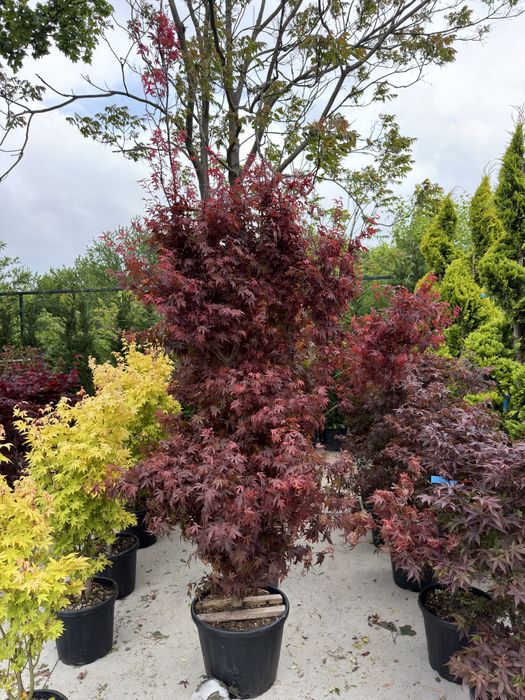 Artar japonez Acer palmatum 100 400 cm de la 499 lei
