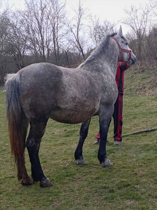 Vand iapa de 5 ani cu acte gestanta