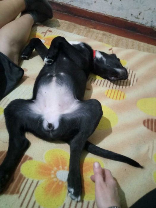 Отдается сабака в хорошие руки