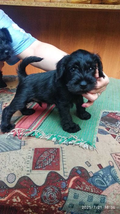 Продаются щенки цвергшнауцера.