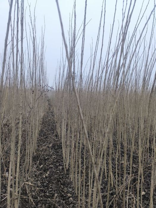 Tetak ko‘chatlar bor