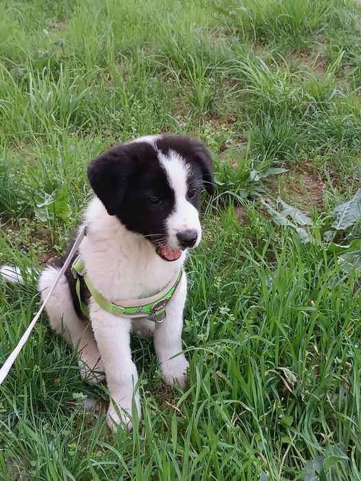 Малинка ищет дом !