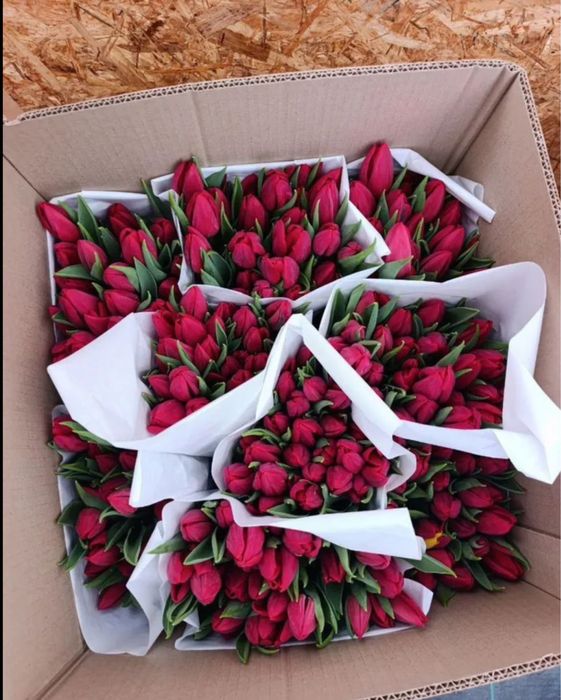 Тюльпаны на 8 марта