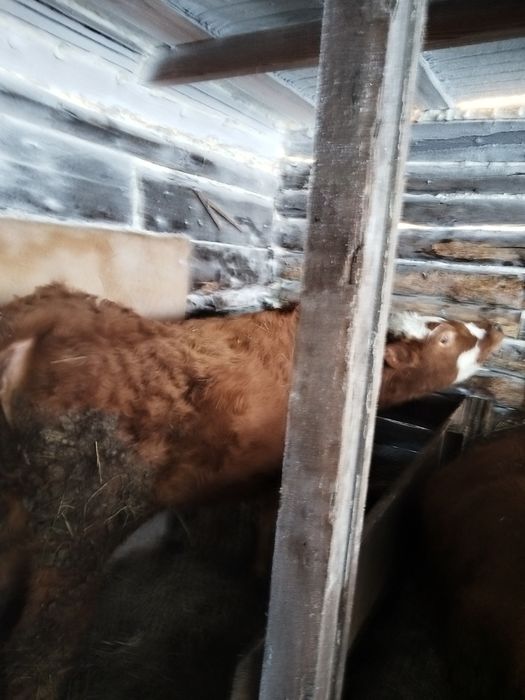 Продам телку на доращивание