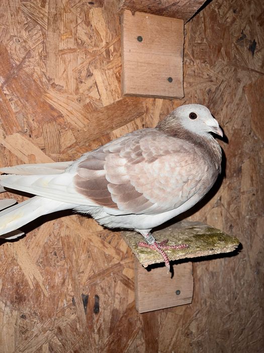 Lot 22 porumbei voiajori