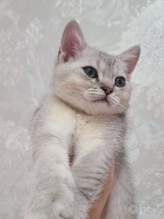 Toza qon British short hair mushukchala sotuvga tayyor