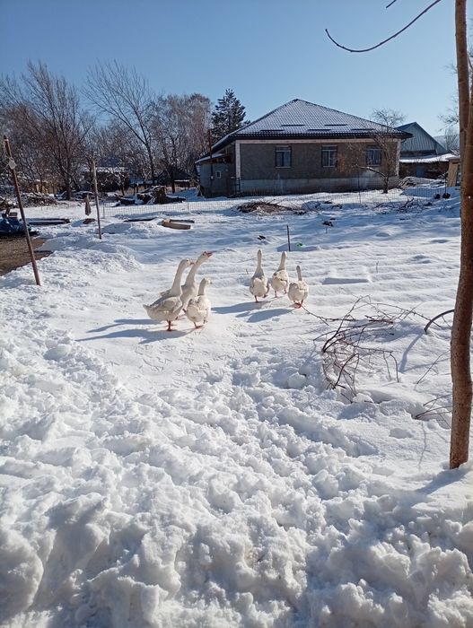 Каз сатылады бағасы келісімді