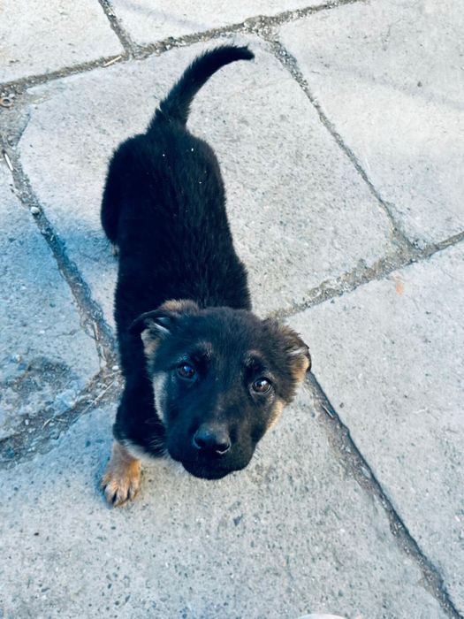 Продается немецкая овчарка