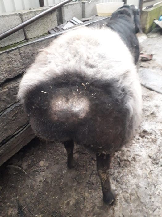 Кой сатылады срочна