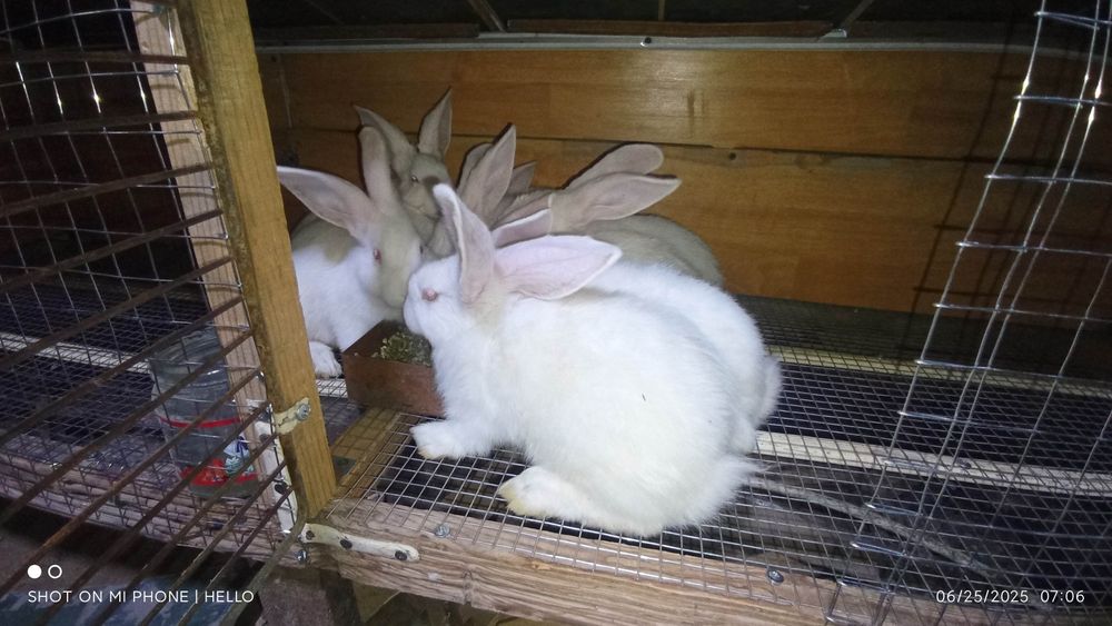 Quyon,кролик,hikol quyonlari