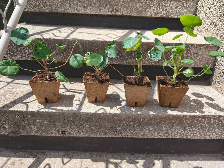 Различни видове цветя