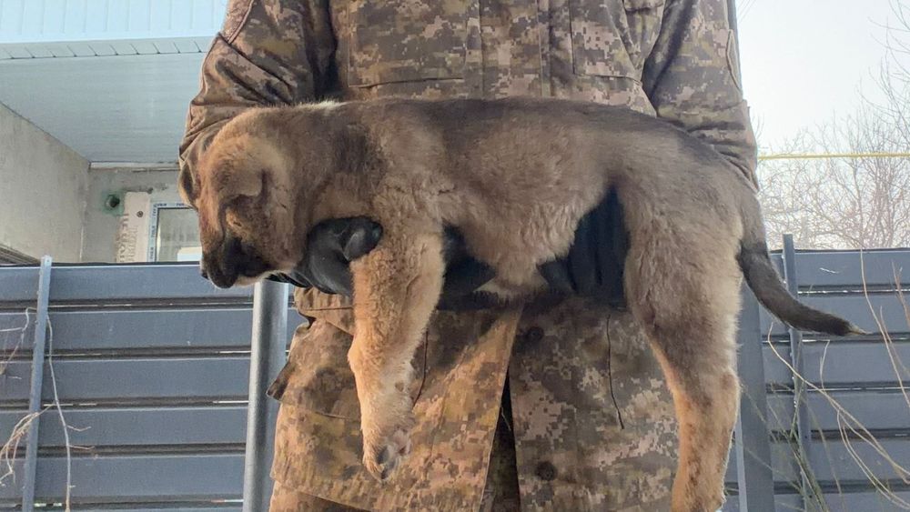 Щенкам 1,5 месяц алабай