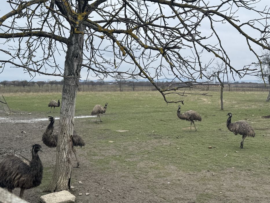 Vand Emu Australian intre 2-6 ani