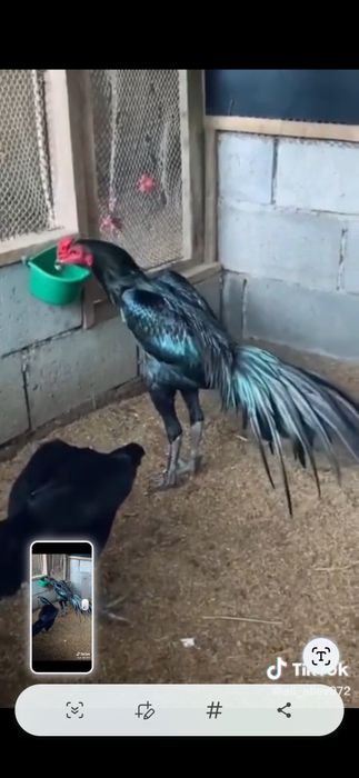 Ганой цыплята 100%