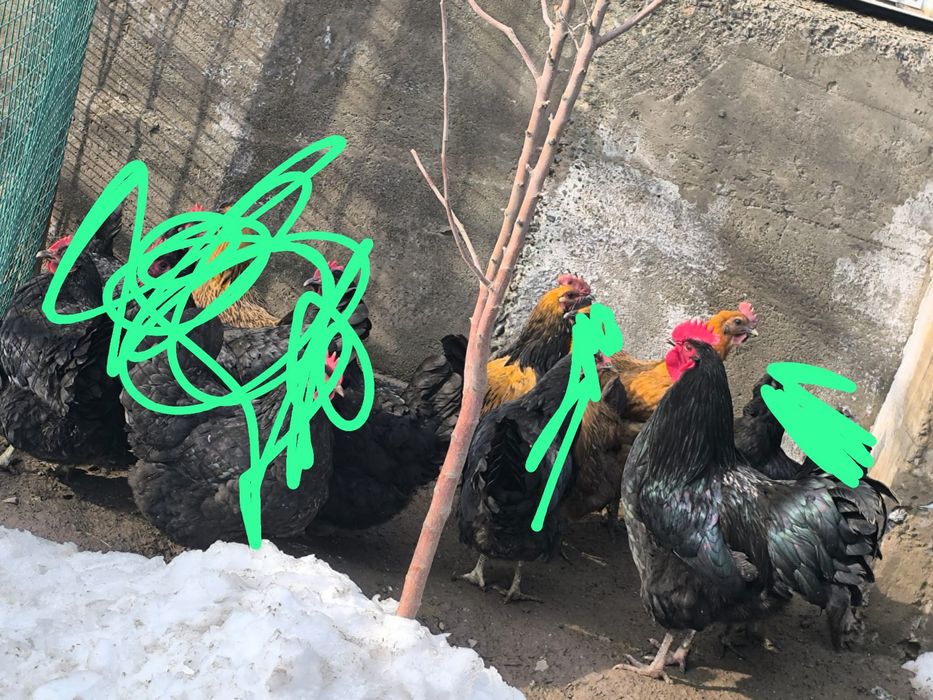 продам 2 кур и 1 петух