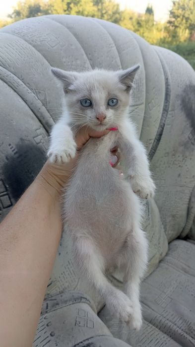 Котенок.мальчик.