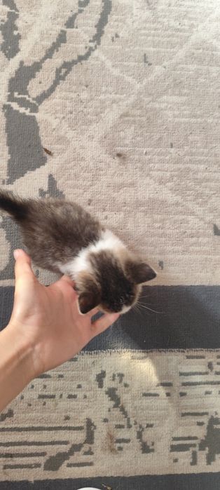 Отдам котенка в  хорошие руки.