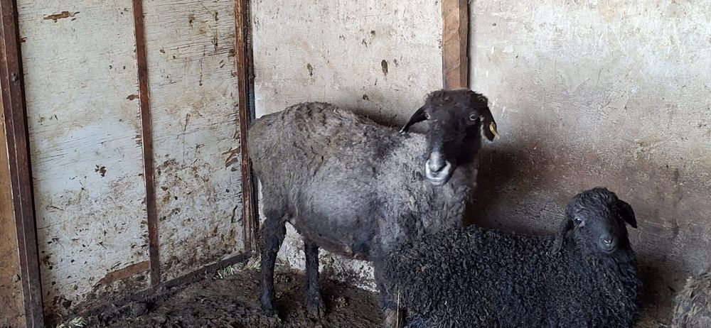 Баран, коза, кой ешкі