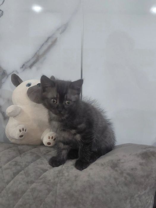 Отдам котёнка в добрые руки