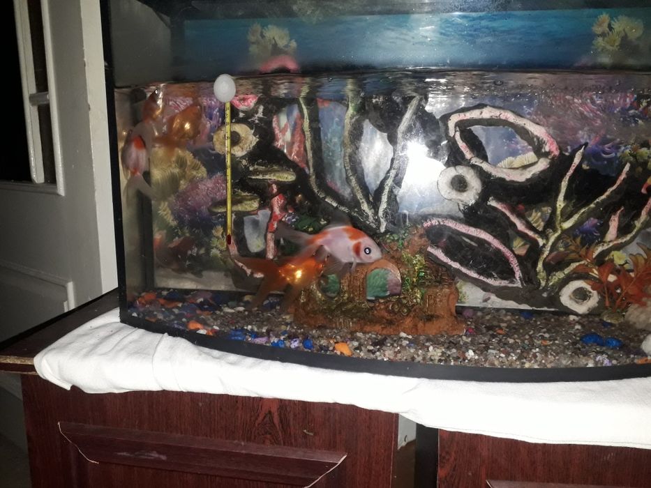 Akvarium, 6ta baliqlari bilan holati yaxshi.