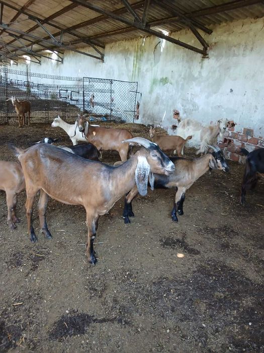 Продавам кози в с. Гълъбник