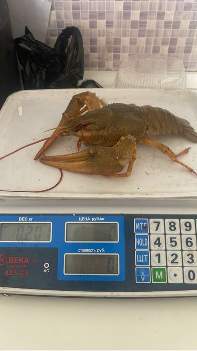 Живые и вареные раки