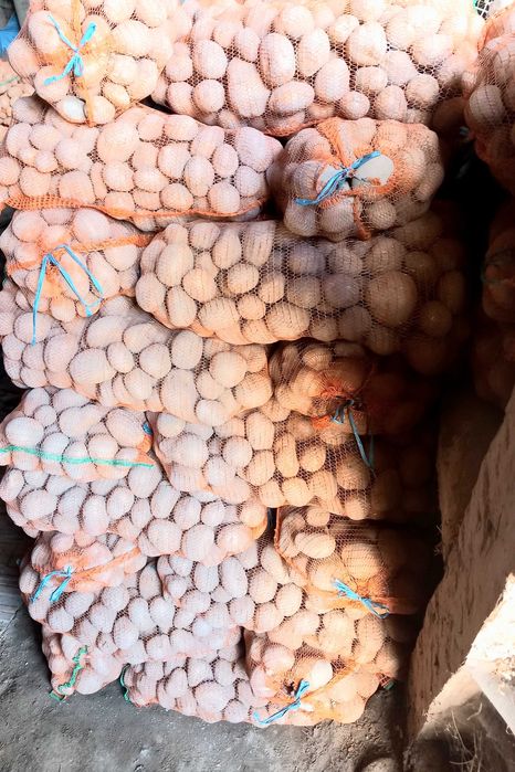 Cartofi paradiso 55+ irigat