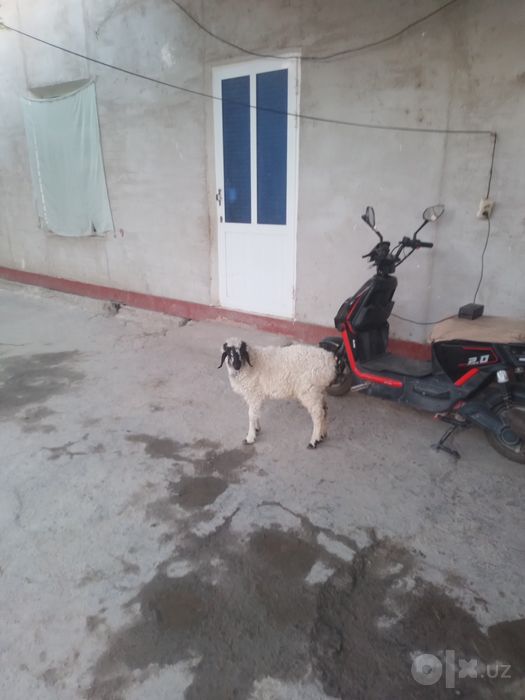 Nar Barra sotiladi