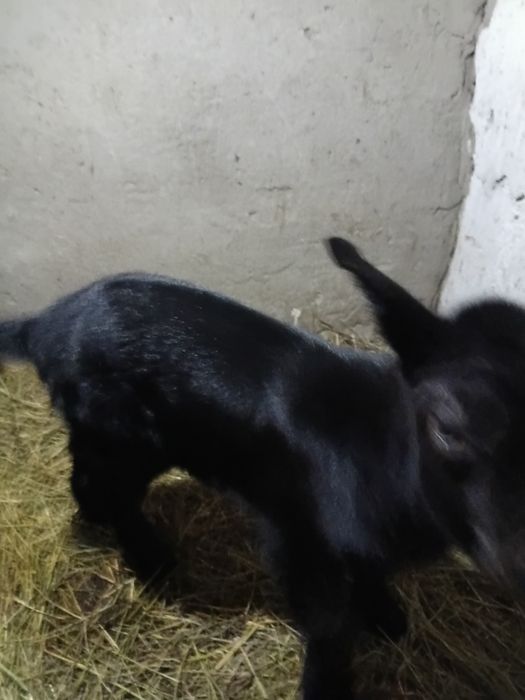 Парода альпийски